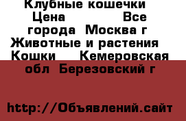 Клубные кошечки › Цена ­ 10 000 - Все города, Москва г. Животные и растения » Кошки   . Кемеровская обл.,Березовский г.